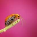 désinsectisation insectes