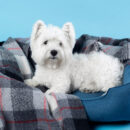 Choisir les accessoires pour chien : une question de style et de durabilité