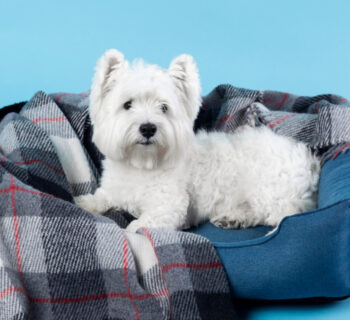 Choisir les accessoires pour chien : une question de style et de durabilité