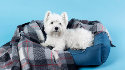 Choisir les accessoires pour chien : une question de style et de durabilité