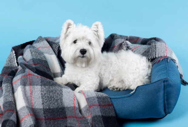 Choisir les accessoires pour chien : une question de style et de durabilité