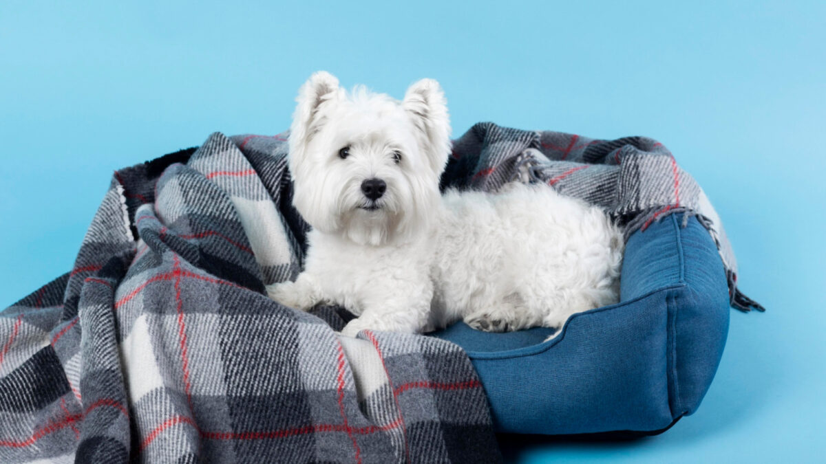 Choisir les accessoires pour chien : une question de style et de durabilité
