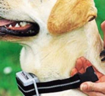 Collier-anti-aboiement-chien