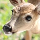 Un jeune cerf regarde la caméra