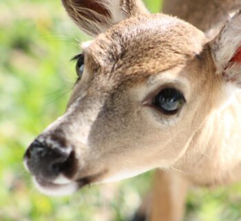 Un jeune cerf regarde la caméra