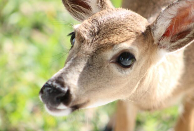 Un jeune cerf regarde la caméra